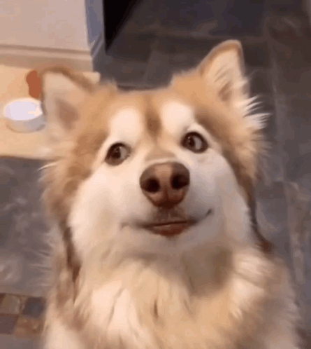 Goofy Funny GIF