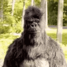 Gorilla Monkey Reaction Funny Rob Gorilla1 GIF
