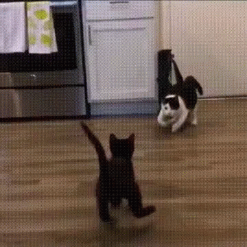 Gotcha Body Slam GIF