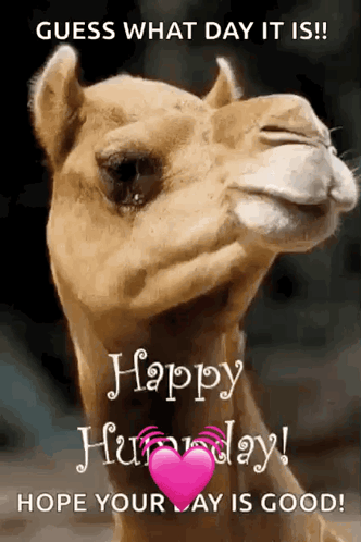 Greeting Happy Humpday GIF