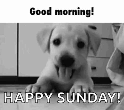 Greeting Puppy GIF