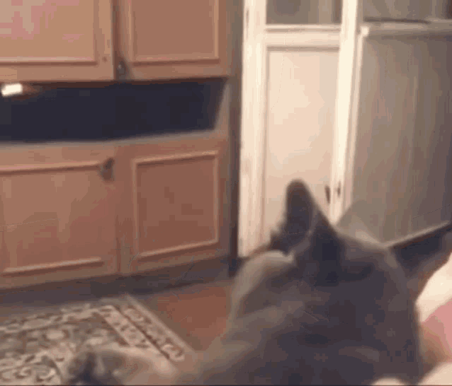Grimace Cat Grimace GIF