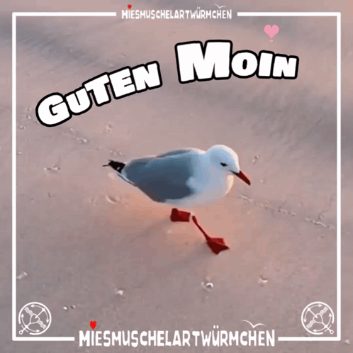 Guten Moin Moin Moin GIF