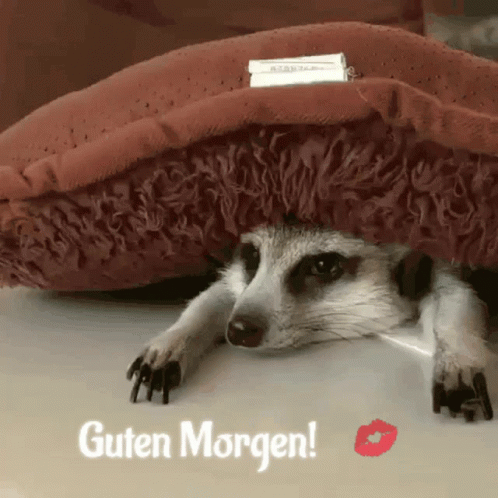 Guten Morgen Erdmännchen GIF