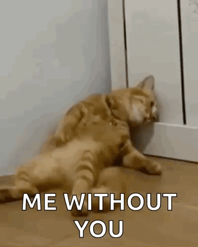 H2di Cat Dead GIF