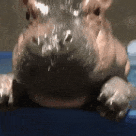 H2di Hippo Stare GIF