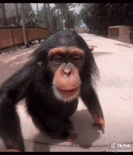 Haha Kis GIF