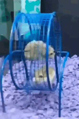 Hamster Cute GIF