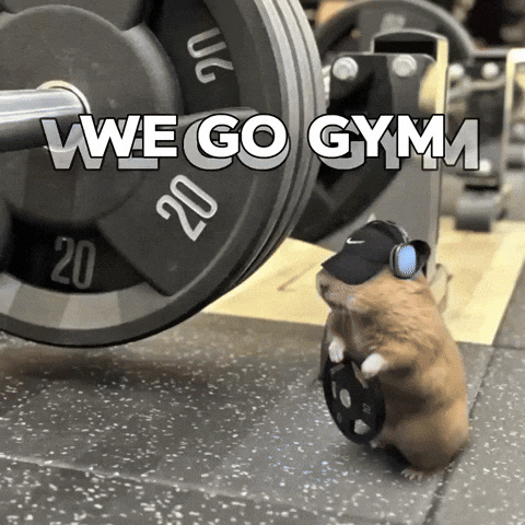 Hamster Gerbil GIF