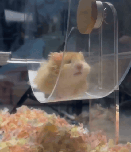 Hamster Hamster Wheel GIF