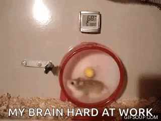 Hamster Hamster Wheel GIF