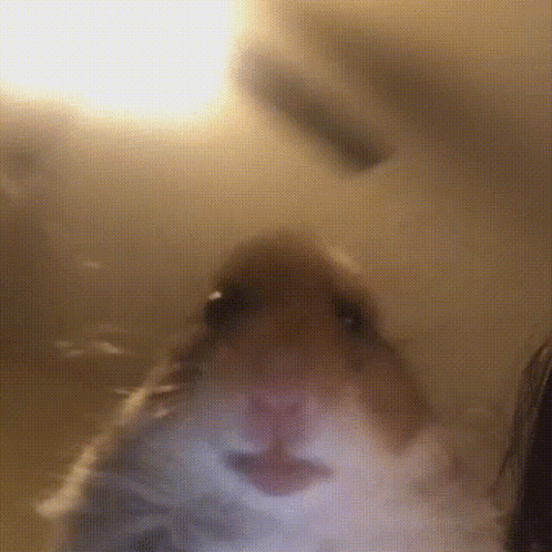 Hamster Meme GIF