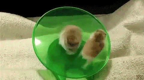 Hamster GIF