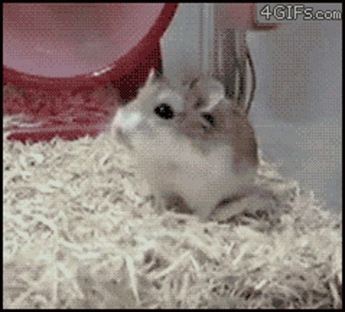 Hamster Running GIF