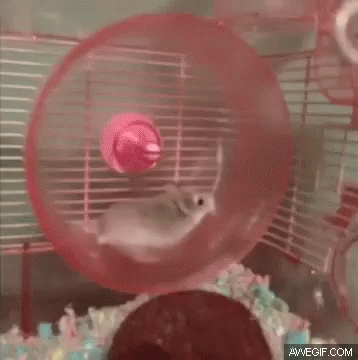 Hamster Servers GIF