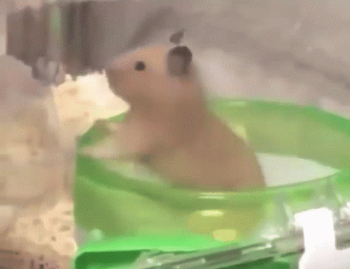 Hamster Spinning GIF