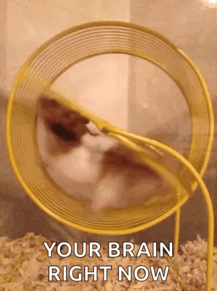 Hamster Wheel GIF
