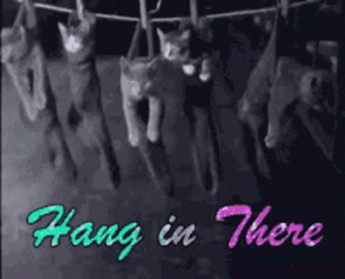 Hanging In There GIF