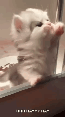 Hanna Ball Kitten Soft Fluffy Kitty Cat Paws GIF