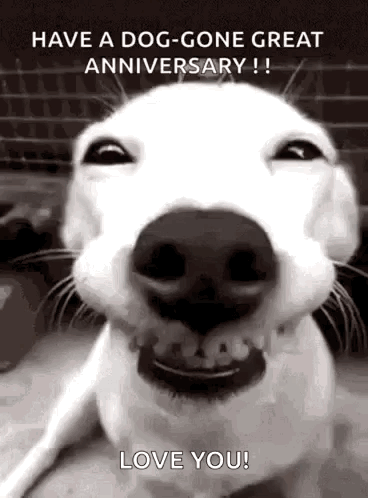 Happy Anniversary GIF