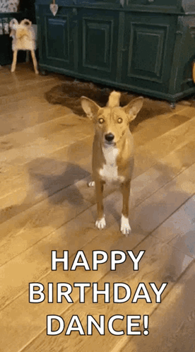 Happy Basenji Happy Dog GIF