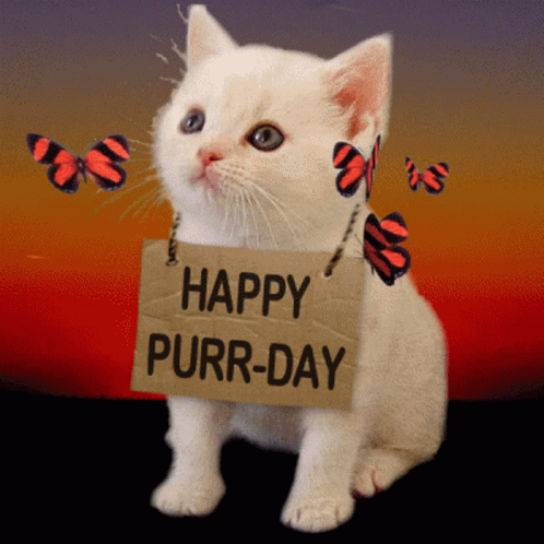 Happy Birthday Caturday GIF