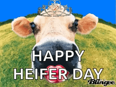 Happy Birthday Cow GIF