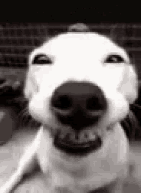 Happy Birthday GIF