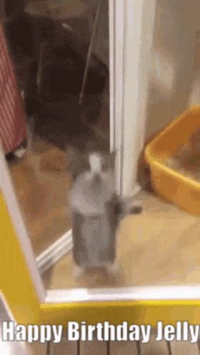 Happy Birthday Jelly Jelly GIF