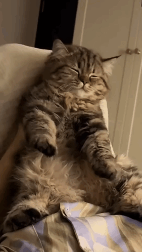 Happy Cat Cat Chilling GIF