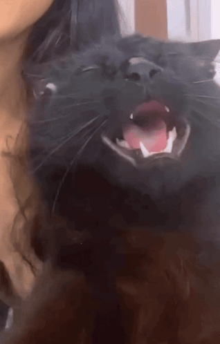 Happy Cat Joyous GIF