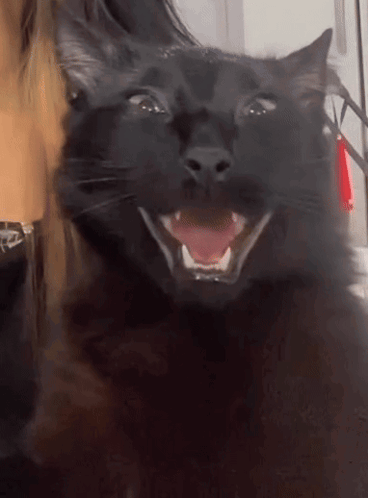 Happy Cat So Happy GIF