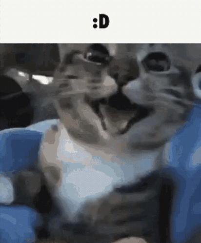 Happy Cat Stare D Cat GIF