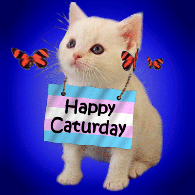 Happy Caturday Happy Saturday GIF