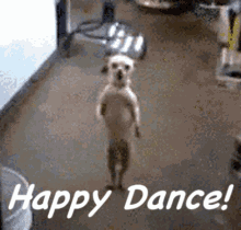 Happy Dance Dog GIF