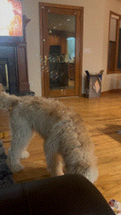 Happy Dog Cute Dog GIF