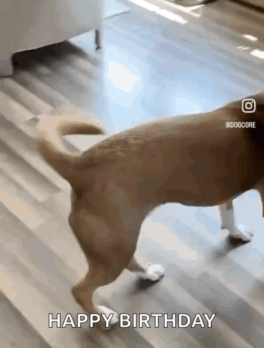 Happy Dog Excited Dog GIF