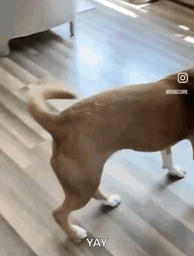 Happy Dog Excited Dog GIF