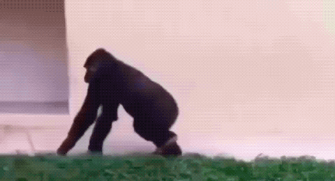 Happy Gorilla GIF