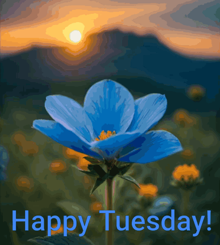 Happy Tuesday GIF
