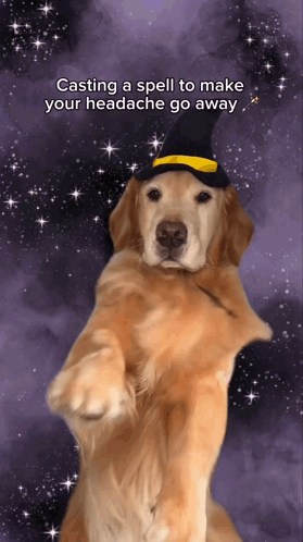 Headache Dog Get Well Soon Dog GIF