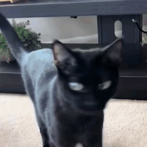 Headshake Head Shake GIF