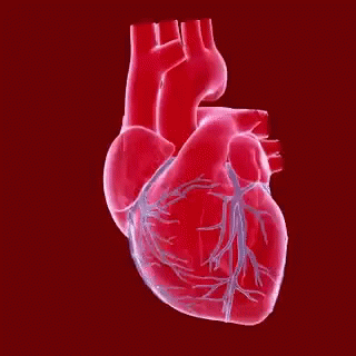 Heart Beating Love GIF