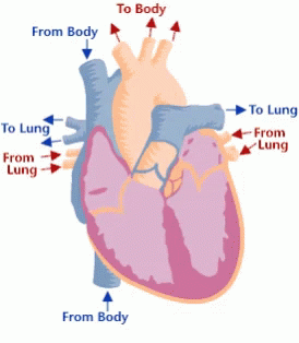 Heartbeat Circulatory GIF
