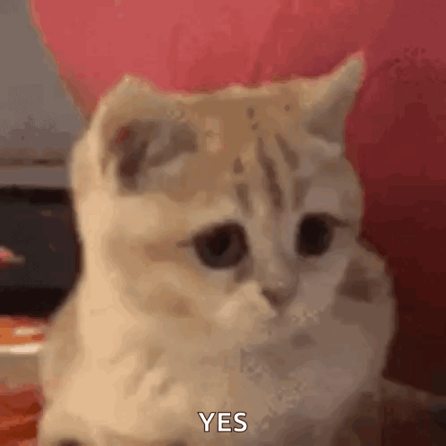 Heck Yeah GIF