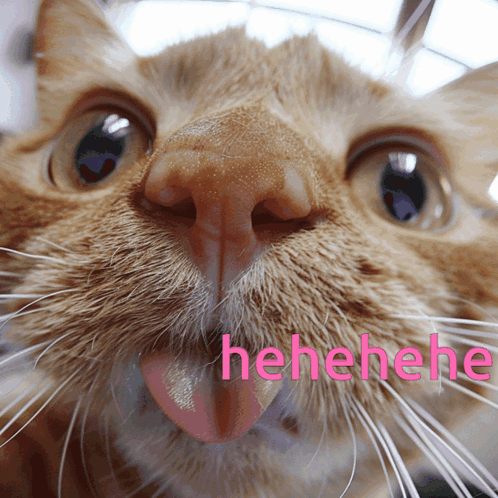 Hehehe Kitty GIF