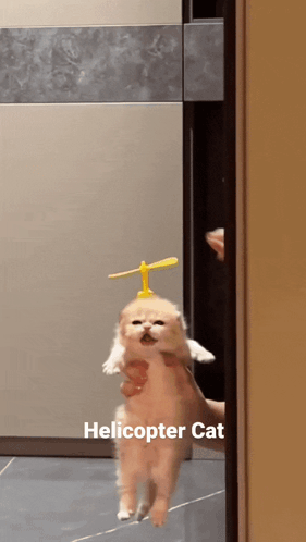 Helicopter Cat Heliblo GIF