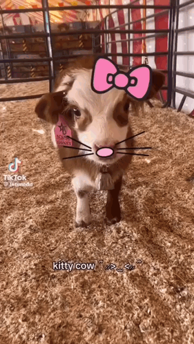Hell0k1ttyc0w GIF