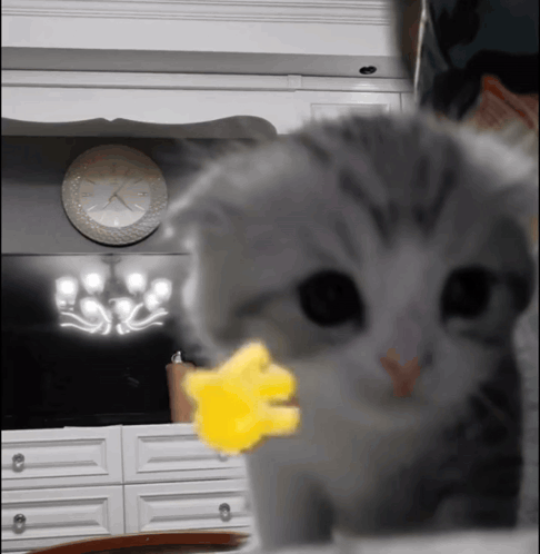 Hello Cat Kitten GIF