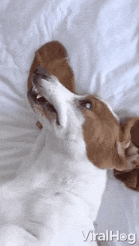 Hello Hi GIF